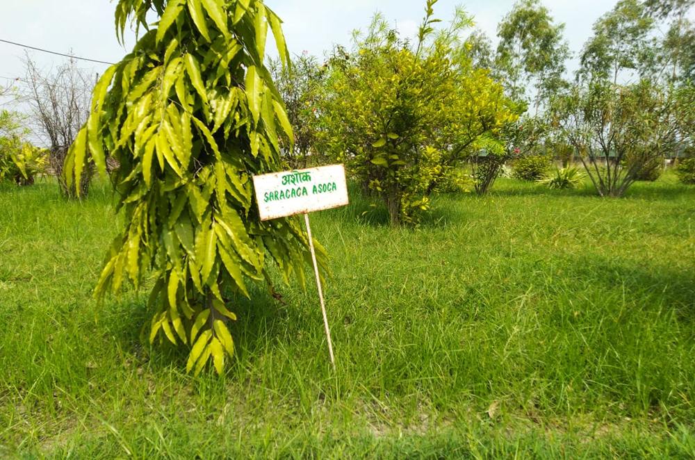 Herbal Garden